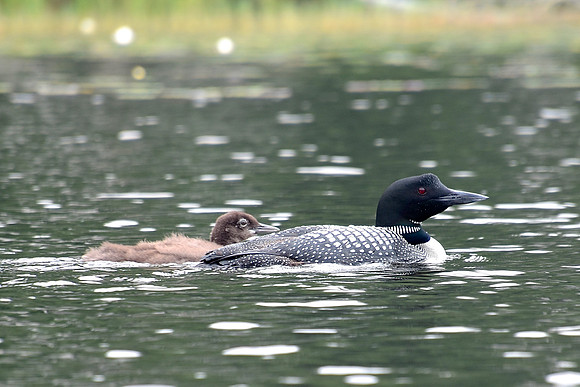 Loon With Fuzzy Adolescent Child, Johnson Pond, North Hudson