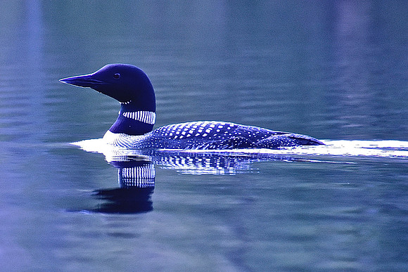 Loon Reflection, Johnson Pond, North Hudson