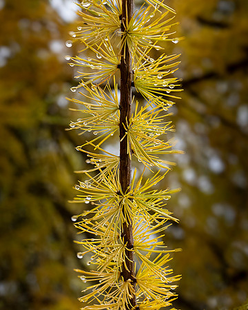 Tamarack Stalk, John Dillon Park, Tupper Lake 2
