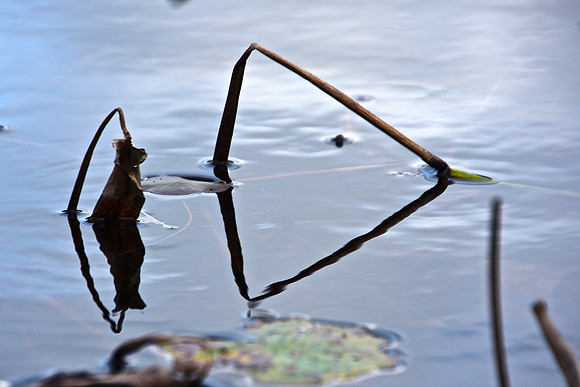 Geometry in Nature, Fishface
