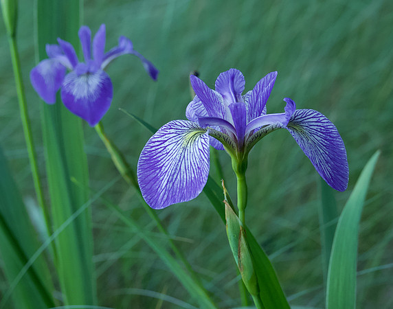 "Faith, Hope & Valor", Wild Iris on Johnson Pond, North Hudson 2