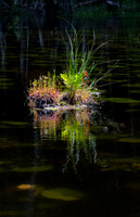 Johnson Pond Beauty