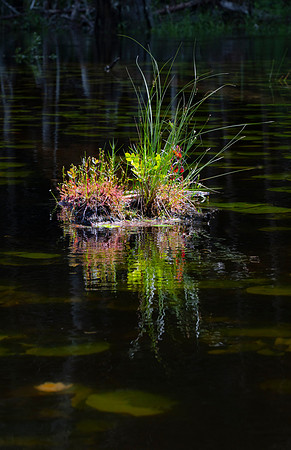 Johnson Pond Beauty