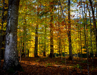 Beckoned by the Light, Ausable Club, Keene Valley