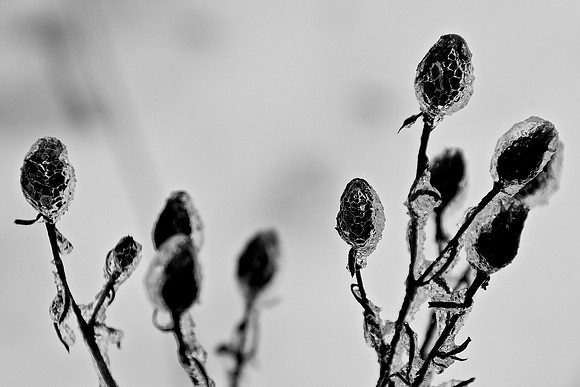 Ice Storm, N Hudson 1