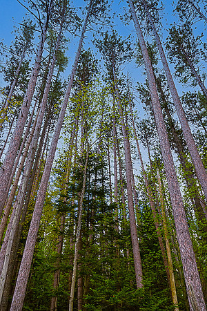 Tall Pines