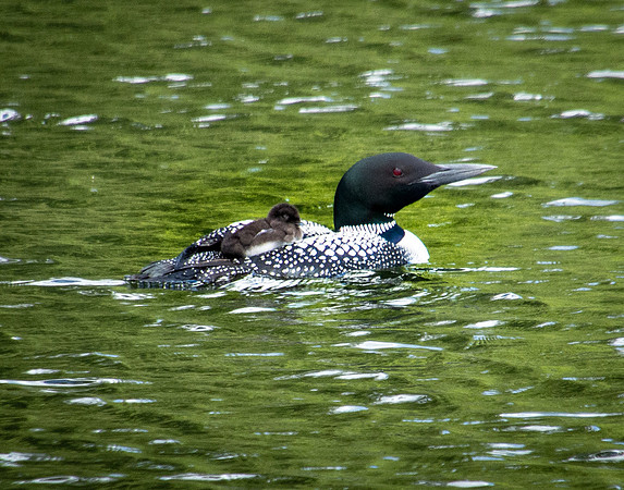 Week Old Baby on Back 2, Lake Colby, Saranac Lake