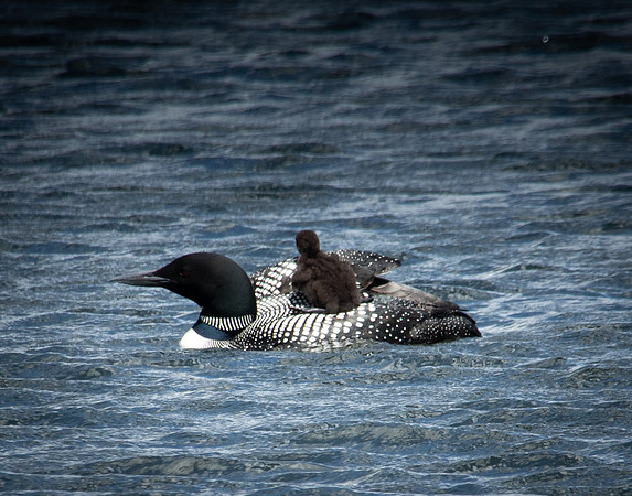 "Hitching a Ride", Lake Colby, Saranac Lake