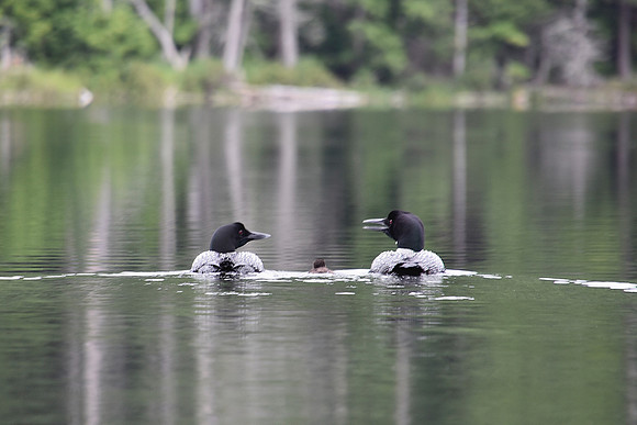 Loons and Baby, Johnson Pond, North Hudson