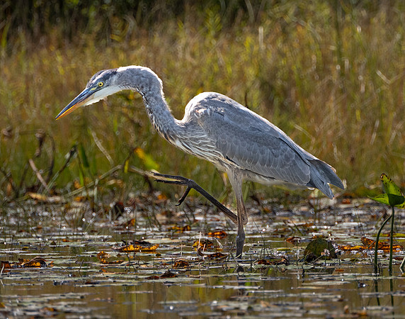 Great Blue Heron Steppin Out