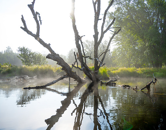 Saramac River Downed Tree