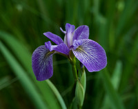 "Faith, Hope & Valor", Wild Iris on Johnson Pond, North Hudson 6