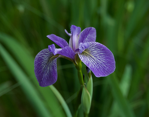 "Faith, Hope & Valor", Wild Iris on Johnson Pond, North Hudson 6