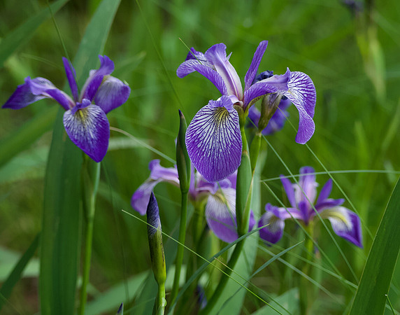 "Faith, Hope & Valor", Wild Iris on Johnson Pond, North Hudson 3