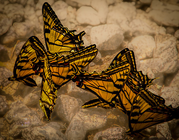 Tiger Swallowtail Butterflies