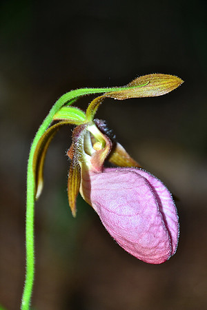 Pink Lady Slipper 1