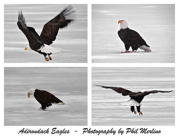 Adirondack Eagles