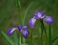 "Faith, Hope & Valor", Wild Iris on Johnson Pond, North Hudson 5