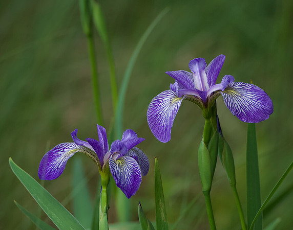 "Faith, Hope & Valor", Wild Iris on Johnson Pond, North Hudson 5