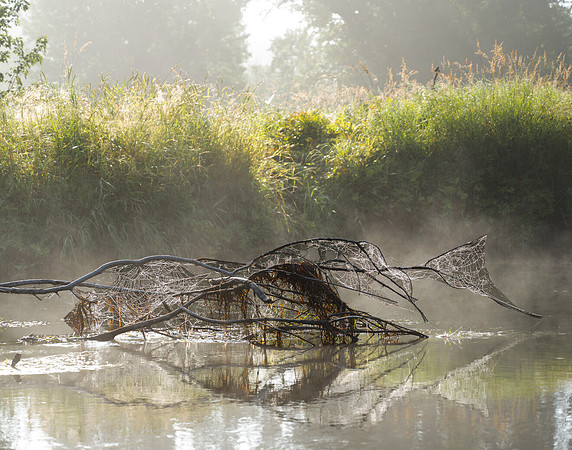 Foggy Takover