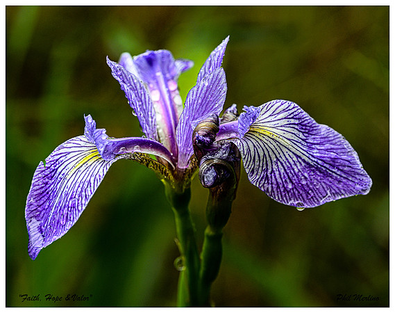 "Faith, Hope & Valor", Wild Iris on Johnson Pond, North Hudson 1