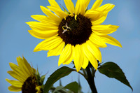 Yellow Sunflower With Bee, North Hudson