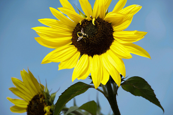 Yellow Sunflower With Bee, North Hudson