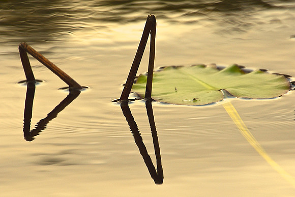 Geometry in Nature 29