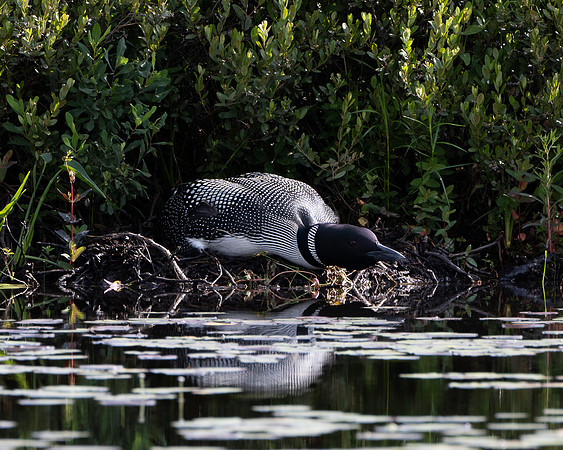 "Get Off My Lawn", Johnson Pond, North Hudson