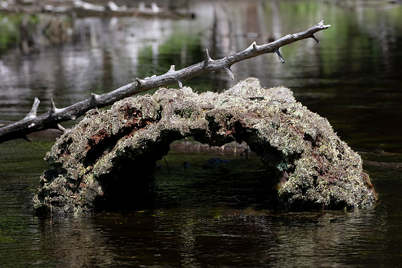 Old Log, Johnson Pond, North Hudson