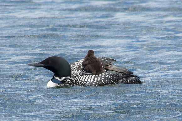 Loon Baby on Back, Lake Colby, Saranac Lake