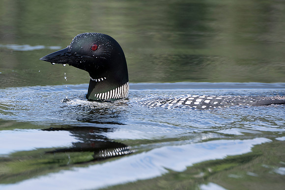 "Loon Drippin" Johnsonn Pond, North Hudson