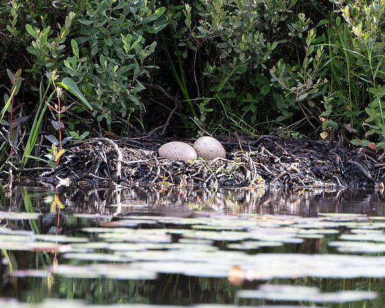 "Loon Eggs" Johnson Pond, North Hudson
