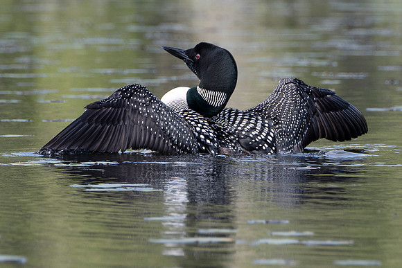 Loon Stretch, Johnson Pond, North Hudson