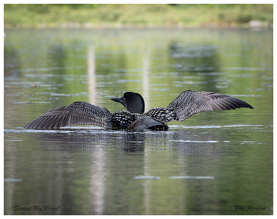 "Loon Rising", Johnson Pond, North Hudson