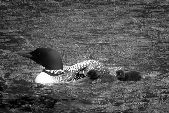 Loons in Rough Water, Lake Colby, Saranac Lake