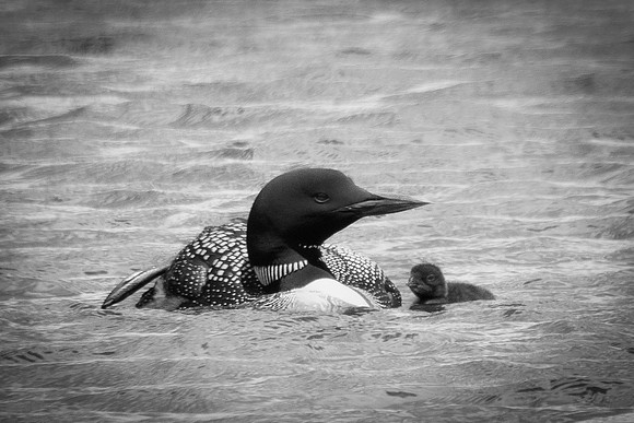 Loon with baby B&W, Lake Colby, Saranac Lake