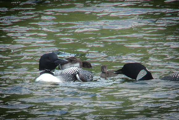 Loons Feeding, Lake Colby, Saranac Lake