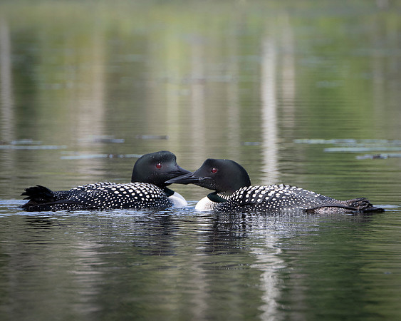 Loons of Johnson Pond, North Hudson