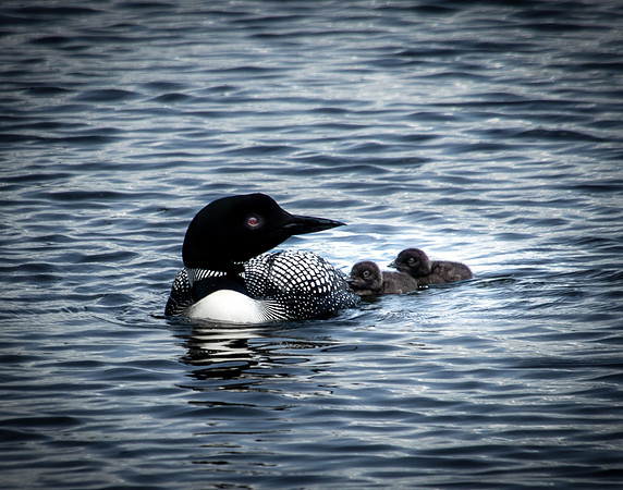 Mom Loon With 2 Baby Loons, Lake Colby, Saranac Lake