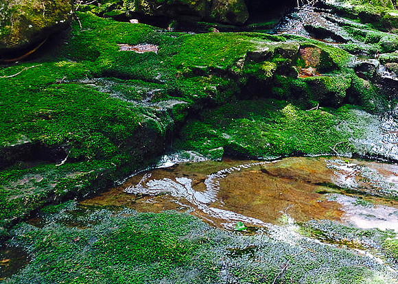 Moss, Trail to Marshall 4