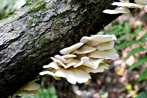 Mushrooms, Trail to Bass Pond, North Hudson