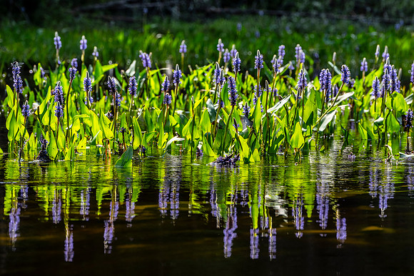 Pickerelweed, Johnson Pond, North Hudson