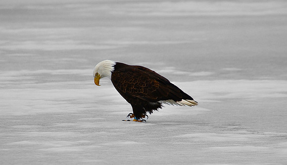 "Sad Carlos" Bald Eagle, Pelky Bay, Upper Saranac Lake