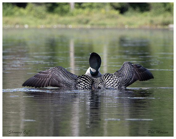 "Showing Off", Johnson Pond, North Hudson