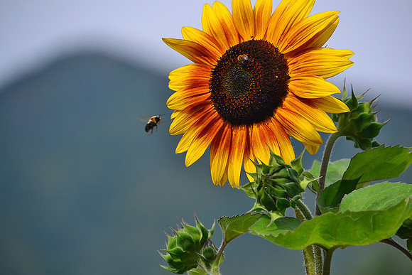 Orange & Yellow Sunflower, Nippletop Mtn, North Hudson