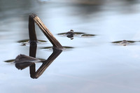 Geometry in Nature