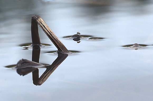 Reflections "The Bug"