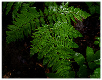 Wet Fern, The Branch, North Hudson