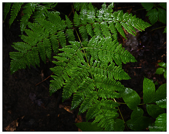 Wet Fern, The Branch, North Hudson
